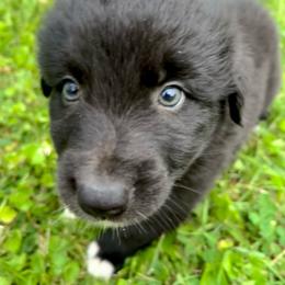Butter - Black & white male Australian Shepherd puppy in Marshfield, Vermont from Discovery Hill Australian Shepherds