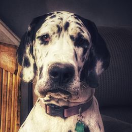 Sky - Great Dane
