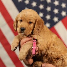 Sage - Golden female Golden Retriever puppy in Payette, Idaho from Stonewick Retrievers