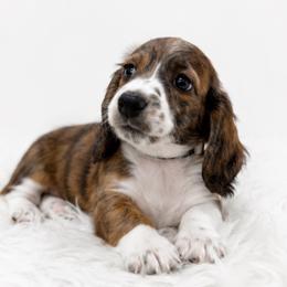 Burt - Piebald male Dachshund puppy in Desloge, Missouri from Snows Doxies