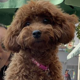Amorette - Red  female Goldendoodle puppy in Bethlehem, Pennsylvania from Golden Maxim Kennels