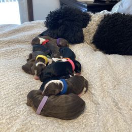 Assorted Doodle Crosses and Bearded Collie Puppies from White Tips Ranch