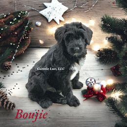 Schnoodle Puppies from Gunnie Luv, LLC