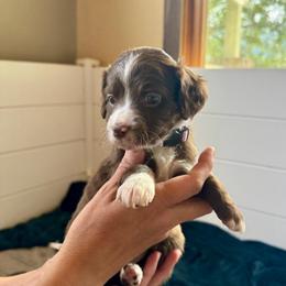 Fairy Dust - Brown and white female Aussiedoodle puppy in Columbia Falls, Montana from Firefly Aussies & Aussiedoodles