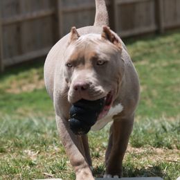 NALA - American Bully