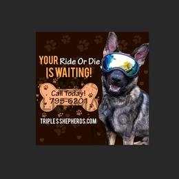 Mostly DDR East German Male Dark Sable - Sable male German Shepherd puppy in Newville Al, Alabama from Triple S DDR German Shepherds
