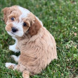 Sugar (green collar) - Buff and white female Cockapoo puppy in Strasburg, Pennsylvania from Brook Valley Cockapoos