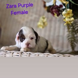 Purple collar - Black white and tan female Cocker Spaniel puppy in Bonsall, California from CuttinBlue Farms