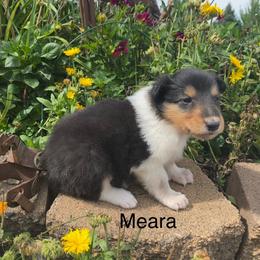 Meara - Black white and tan female Collie puppy in Hinckley, Minnesota from Rusty Spur Collies