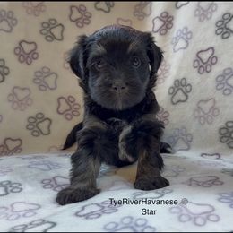 Star - Black and tan female Havanese puppy in Lovingston, Virginia from Tye River Havanese
