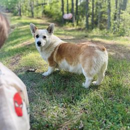 Emerald - Pembroke Welsh Corgi