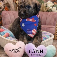 Jules - Wheaten male Whoodle puppy in Knoxville, Tennessee from Fleury Farm Doodles TN