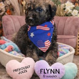 Jules - Wheaten male Whoodle puppy in Knoxville, Tennessee from Fleury Farm Doodles TN