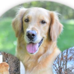 Myla - Golden Retriever