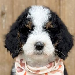 Colin - Boy 2 - Tri-color male Bernedoodle puppy in Bellville, Ohio from Bernedoodle Buddies