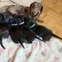 Dachshund Puppies from R & M Dachshunds