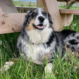 Aussiedoodles and Australian Shepherds from Firefly Horse Co