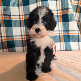 Poison Ivy - Black and white female Bernedoodle puppy in Luana, Iowa from Country View Bernedoodles and Goldendoodles