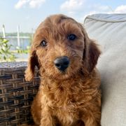 Black - Red male Irish Doodle puppy in Bloomfield, Iowa from Schooley Doodles