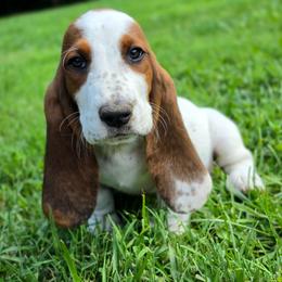 Sprinkles - Black white and brown female Basset Hound puppy in Lebanon, Ohio from Golden Acres D & B