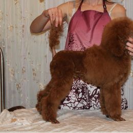 Poodle Puppies from Princely Poodles