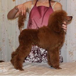Poodle Puppies from Princely Poodles
