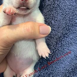 Pearl - White female Chihuahua puppy in Chino Valley, Arizona from Dachshund Family Love Breeders
