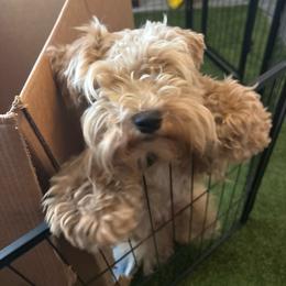Cardi B - Miniature Schnauzer