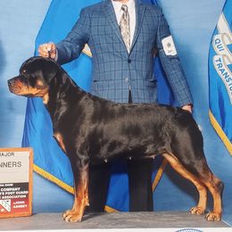 Libby - Rottweiler