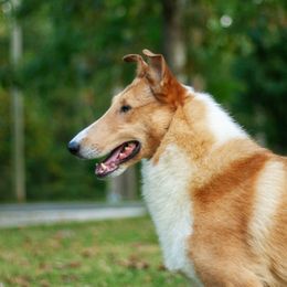 August - Collie