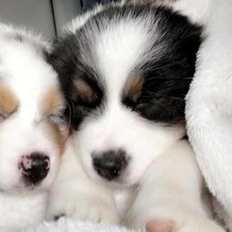 Aussiedoodle and Australian Shepherd Puppies from Double M Aussies