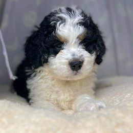 Bernedoodle Puppies from Bernedoodle Bunch