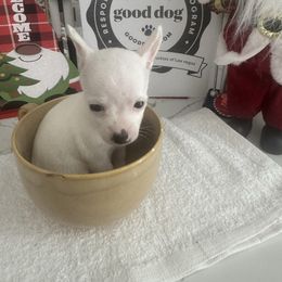 Micro snow 4500 charting under 3 lb approx - White female Chihuahua puppy in Las Vegas, Nevada from Quality Poms Chihuahua Yorkies of Las vegas
