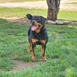 Tom - Black and mahogany male Rottweiler puppy in Prosperity, South Carolina from Michelle's Rottweilers