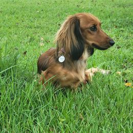 Leeloo - Dachshund