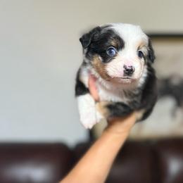 Myrtle - Blue merle female Miniature Australian Shepherd puppy in Clarkesville, Georgia from North Georgia Gems