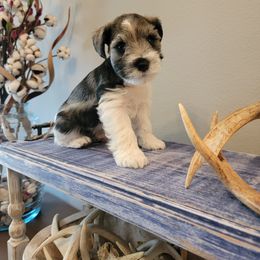 Miniature Schnauzer Puppies from Dees Schnauzers