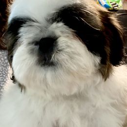 Shih Tzu Puppies from All That