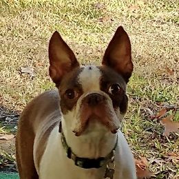 Bindi - Boston Terrier