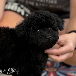 Poodle Puppies from KC Poodles of PA