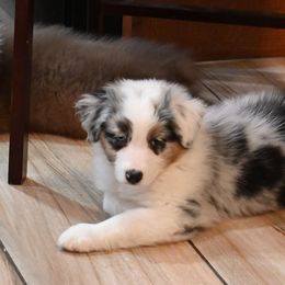 Anatolian Shepherd Dog and Australian Shepherd Puppies from Tina Burks