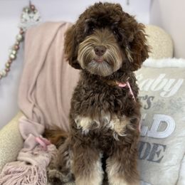 Dragonfly - Australian Labradoodle