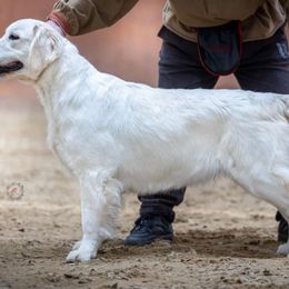 Glasha - Golden Retriever