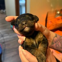 Fresca - Tri-color female Bernedoodle puppy in Pine Grove, Pennsylvania from WS Doodles