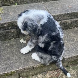 Bernedoodle Puppies from Lovey Dovey Bernedoodles