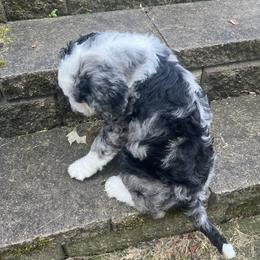 Bernedoodle Puppies from Lovey Dovey Bernedoodles