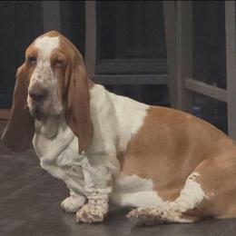Maybel - Basset Hound