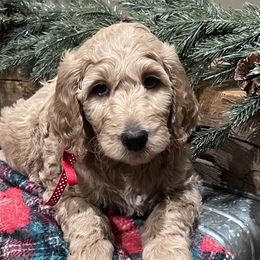 Goldendoodles from Faithfully Yours Doodles