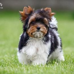 Biewer Terriers and Golden Retrievers from Phoenix Golden Retriever & Biewer Terriers