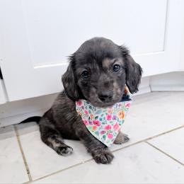Zoe - Brindle female Dachshund puppy in Richmond, Virginia from Irresistible Dachshunds & Cavaliers